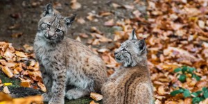 Vosges : naissance inédite de deux lynx boréal