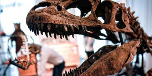 Un nouveau dinosaure détrône le T-Rex au sommet de la chaîne alimentaire