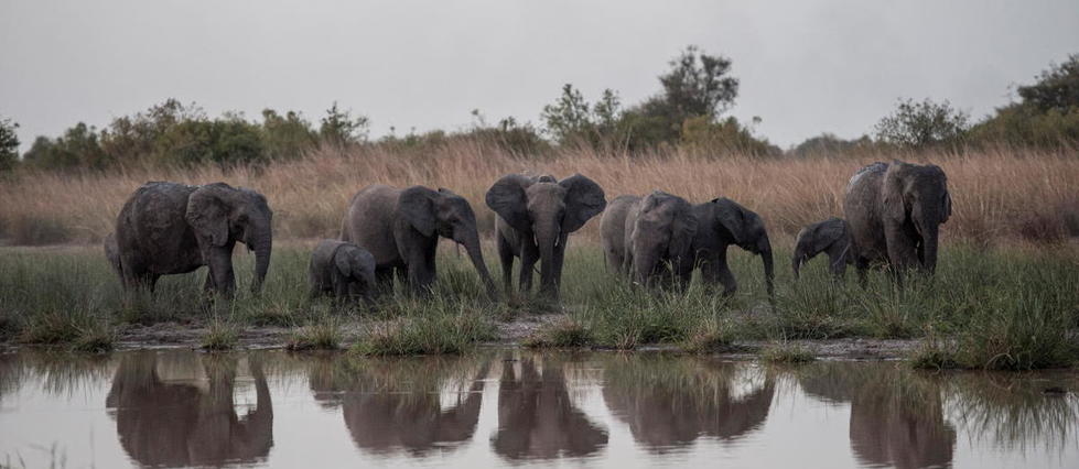 Face au braconnage, les éléphants nés sans défenses se multiplient
