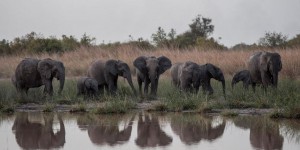 Face au braconnage, les éléphants nés sans défenses se multiplient