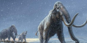 La date de disparition du mammouth laineux revue par la science
