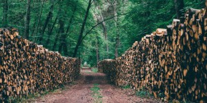 Kervasdoué – La forêt illustre notre incapacité à valoriser nos richesses