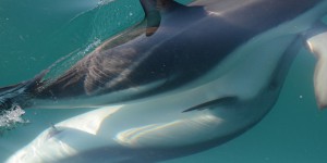 Le dauphin femelle est un animal doué d’orgasme