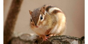 Forêts : pourquoi il faut se méfier de l’écureuil de Corée