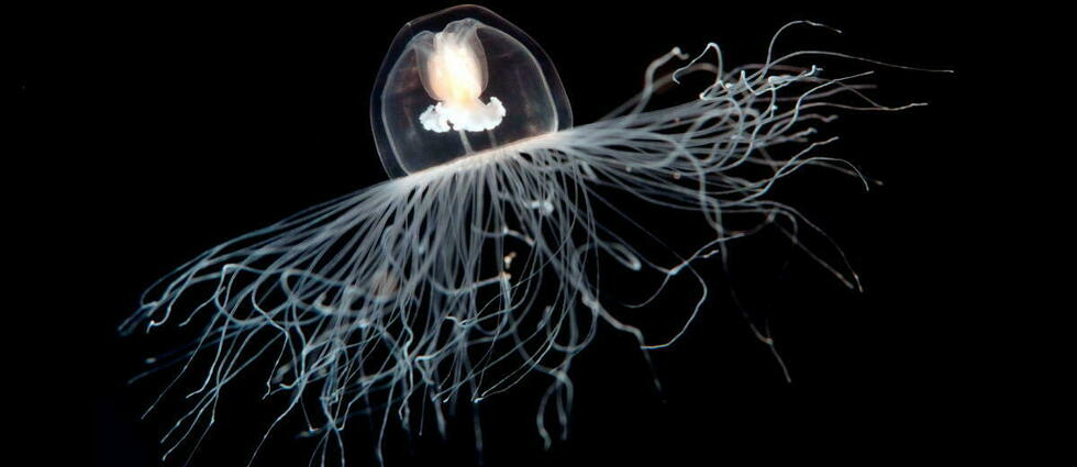 Des animaux très spéciaux – La méduse trompe-la-mort