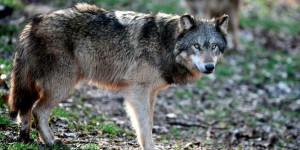 Environnement - Finistère : le loup de la discorde
