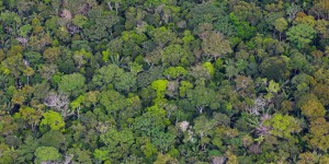 Les traces d’une ancienne civilisation découvertes dans la forêt amazonienne