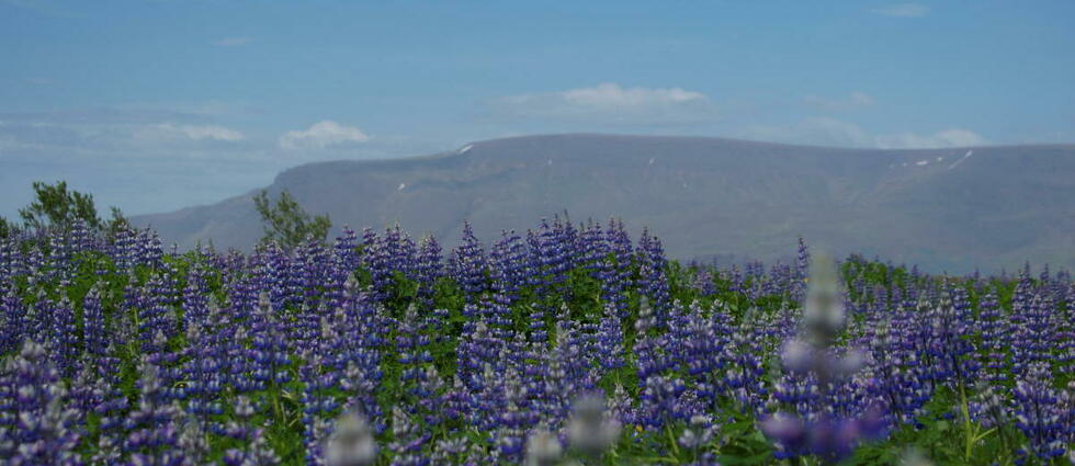 Cette étonnante fleur qui rend l’Islande violette