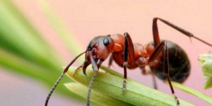 L’intelligence artificielle challengée par les fourmis