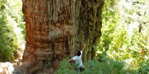 Le plus vieil arbre au monde pourrait être un cyprès chilien