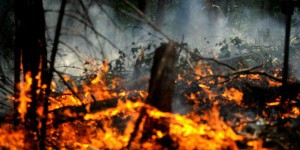 Californie : un incendie « explosif » se propage à vive allure
