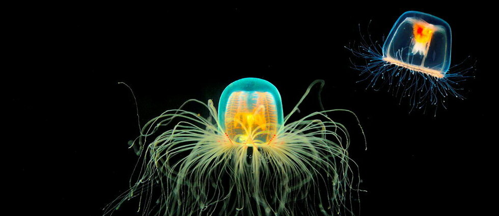 L'immortalité, incroyable pouvoir des méduses