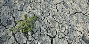 « On va dans le mur » : en Corse, la détresse des agriculteurs face à la sécheresse