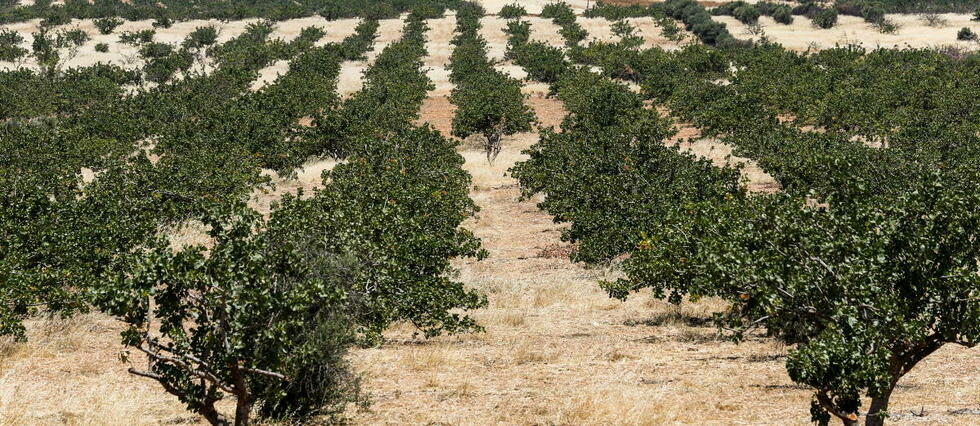 Sécheresse : la pistache plus facile à cultiver que l’olive ?