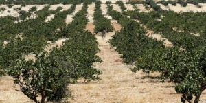 Sécheresse : la pistache plus facile à cultiver que l’olive ?