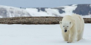 Une touriste française attaquée par un ours polaire dans l’Arctique