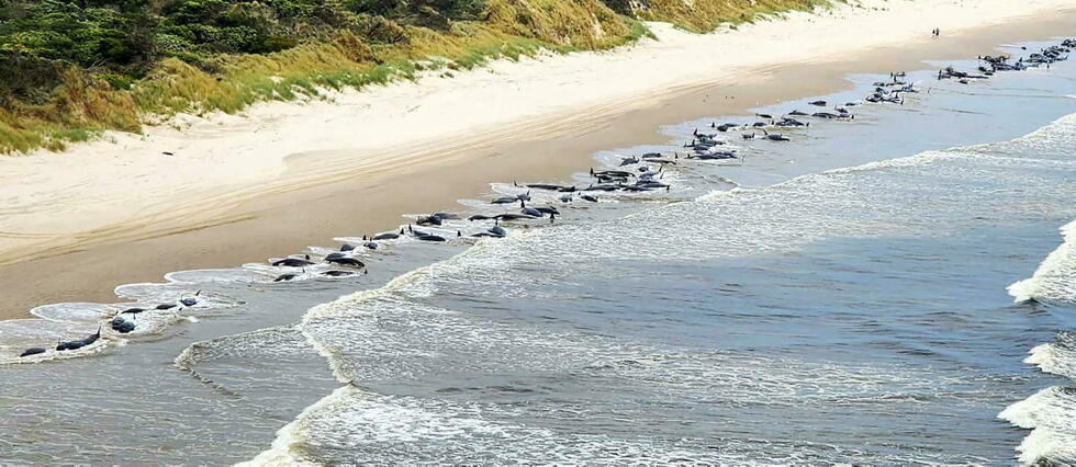 En Australie, 200 globicéphales meurent échoués sur une plage de Tasmanie
