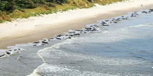 En Australie, 200 globicéphales meurent échoués sur une plage de Tasmanie
