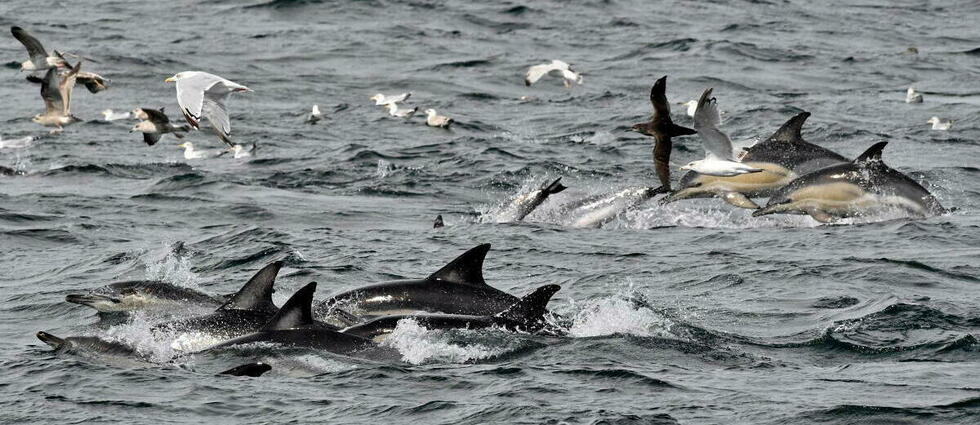 500 dauphins-pilotes meurent au large de la Nouvelle-Zélande