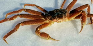 Alaska : près de 90 % de la population de crabes des neiges a disparu