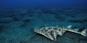 La Corse, ultime refuge d'un « requin ange » menacé d’extinction