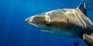 Biodiversité : une décision « historique » pour protéger les requins