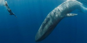 Microplastiques : la quantité impressionnante absorbée par les baleines bleues
