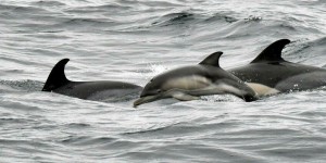 Ukraine : Zelensky fustige les effets désastreux de la guerre sur les dauphins