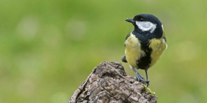 Comment les oiseaux de nos jardins ont changé leurs habitudes