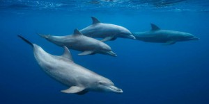 Pollution sonore : une étude sur les dauphins inquiète les scientifiques