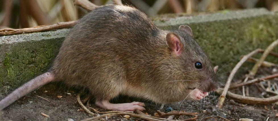 Bordeaux : pourquoi les rats prolifèrent dans la ville