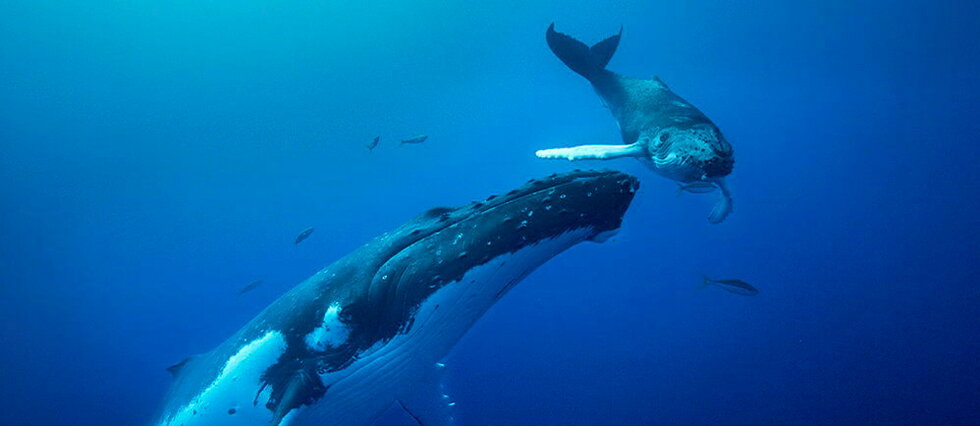 Et si on parlait avec les baleines