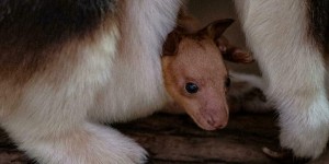 Bongo, loutres… Ces animaux viennent de naître dans nos parcs animaliers
