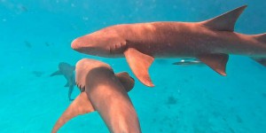 Aux Maldives, les requins mis au défi de s’adapter pour survivre