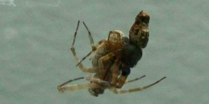Des araignées femelles simulent leur mort pour attirer des mâles