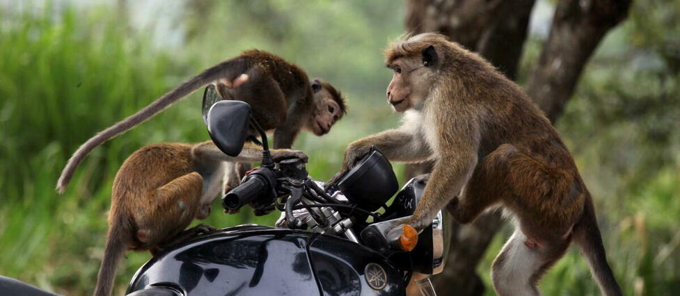 Pourquoi le Sri Lanka serait tenté d’envoyer 100 000 macaques en Chine