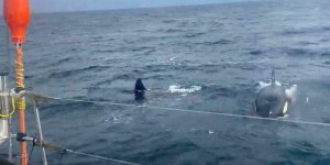 Attaqué par des orques, l’incroyable récit du skippeur Sébastien Destremau
