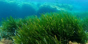 Environnement : mieux protéger les posidonies, « forêts bleues » de la Méditerranée