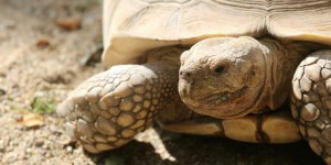Une espèce de tortue proche de l’extinction après la mort de sa dernière femelle