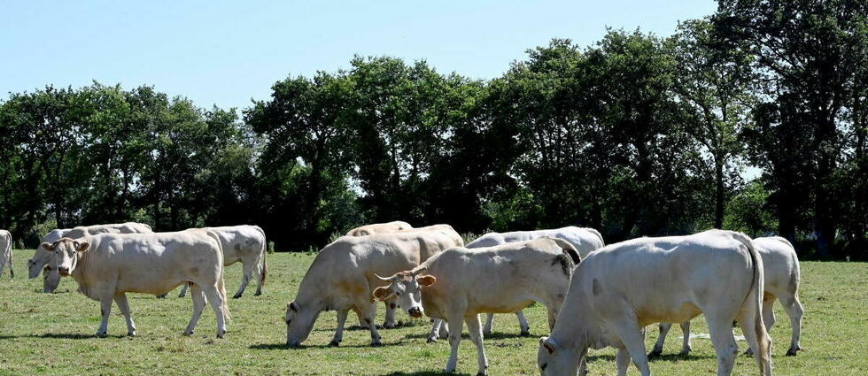 Orages : 23 vaches foudroyées dans le Cantal