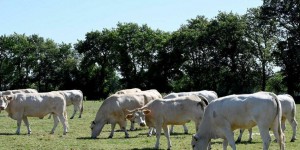 Orages : 23 vaches foudroyées dans le Cantal