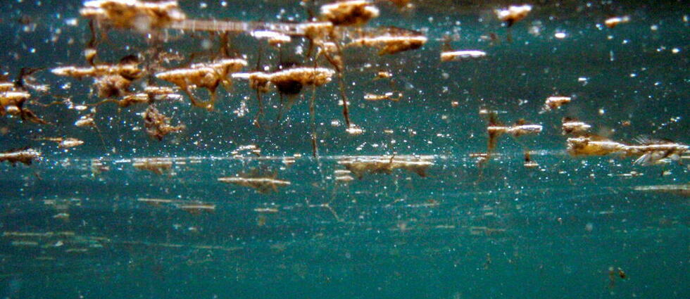 Ostreopsis : ce qu’il faut savoir sur cette algue qui prolifère sur la côte basque