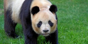 Beauval : le panda Yuan Meng part en Chine pour la survie de l’espèce