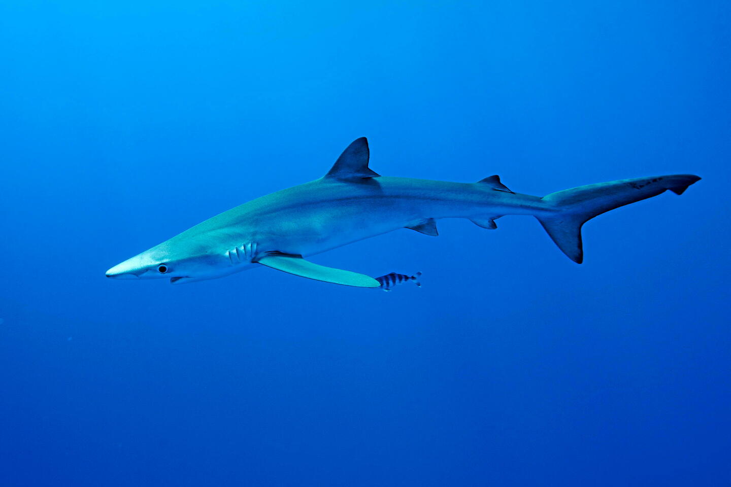 Faut-il craindre de voir davantage de requins sur les côtes françaises ?