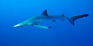 Faut-il craindre de voir davantage de requins sur les côtes françaises ?
