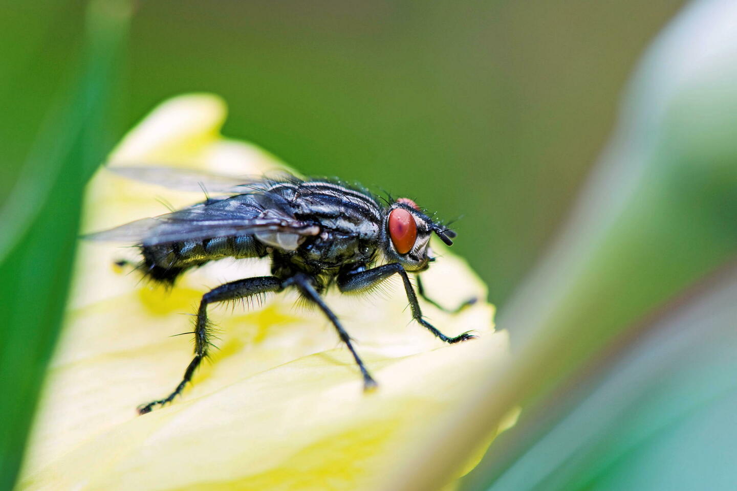 Espagne : des morsures de mouches noires inquiètent les autorités sanitaires