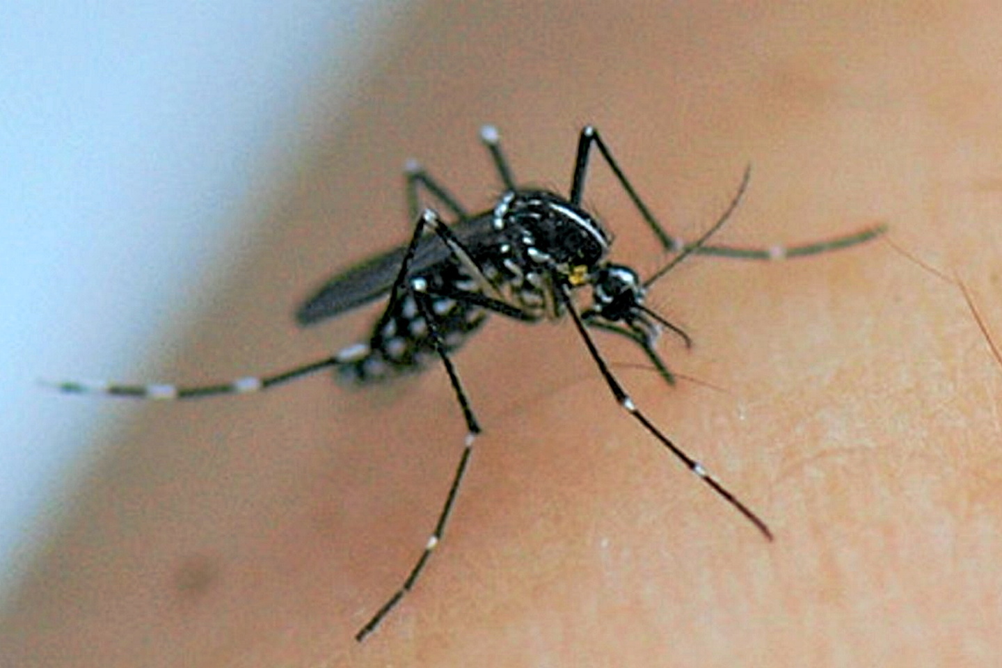 Paludisme : une bactérie contenue dans l’intestin des moustiques suscite l’espoir