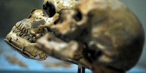 Il y a 900 000 ans, 98,7 % des ancêtres de l’homme auraient disparu