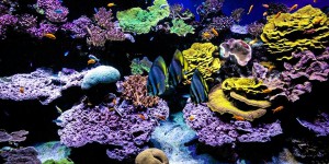 Une étude révèle la mise en danger des coraux par certains composés chimiques