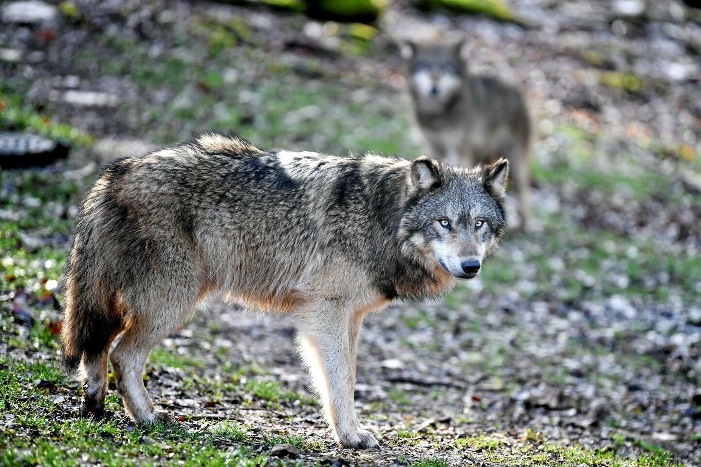 France : le nombre de loups en nette augmentation